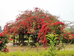 -中国科学院西双版纳热带植物园