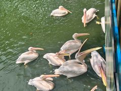 -广州长隆飞鸟乐园