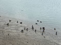 -深圳湾公园(南山区)