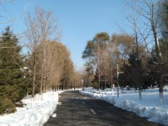 -长白岛森林公园