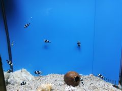 -北戴河圣蓝海洋公园