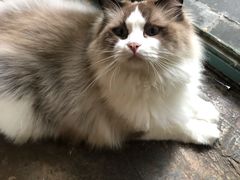 -喵屿·大理花园猫咖