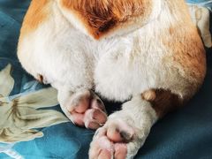 -FAELING PETS美天灵宠物(富力广场店)