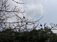 -大屏嶂森林公园