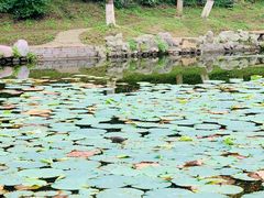 -高尔山公园