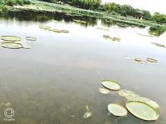 -荷塘月色湿地公园·向阳花洲