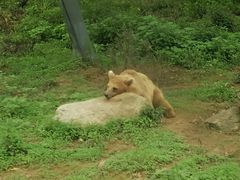 -西安秦岭野生动物园