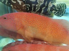 -海逸海鲜酒家(古北店)