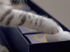 -爸爸糖手工吐司(苏州环球188店)