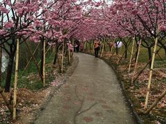 -天适樱花悠乐园