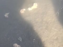 -大鹿岛