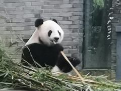 -都江堰中华大熊猫苑