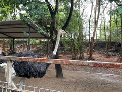 -东莞香市动物园