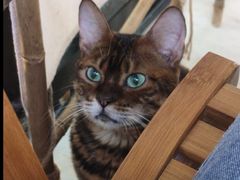 -豆逗聊愈猫阁Easy Life