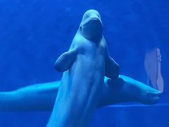 -芜湖新华联大白鲸海洋公园