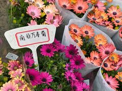 -龙大花卉苗木市场