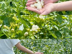 -中华茉莉园