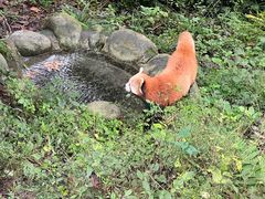 -都江堰中华大熊猫苑
