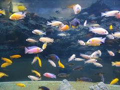 -沙沙哗啦海洋馆(华宇百花谷店)