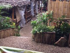 -Jungle Kitchen