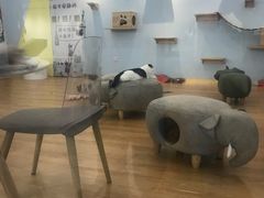 -猫冇咖·家门口的撸猫馆(大融城店)