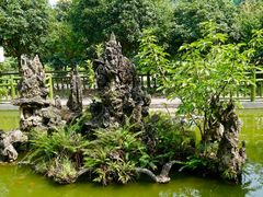 -建华生态湿地百荷园