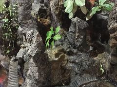 -象山村腊排骨(丽江总店)