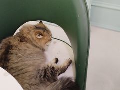 -安格丽娜·狗咖·猫咖羊驼咖(春熙路百盛商场店)