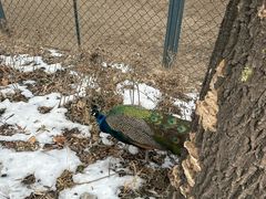 -北京麋鹿生态实验中心