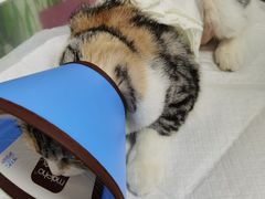 -A猫a狗全科·犬猫异宠·芥西宠物医院(南开总院)