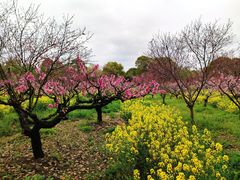 -南汇桃花村