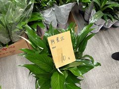 -龙大花卉苗木市场