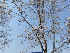 -梅花山(明孝陵内)