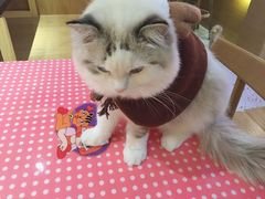 -滚猫咖啡·猫咖·猫友好撸猫(未来城店)