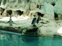 -帝企鹅自助餐厅•儿童岛•真企鹅(长隆企鹅酒店)