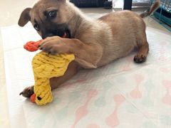 -萌兽医馆·宠物医院·猫骨科(创景店)