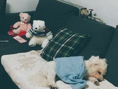 -美联众合动物医院·24h转诊中心