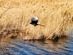 -野鸭湖国家湿地公园