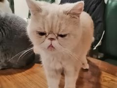 -猫小院猫主题餐厅(南锣旗舰店)