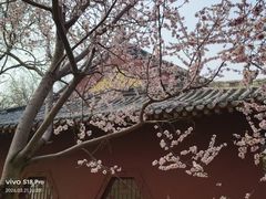-桃花堤公园