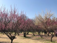 -蜀冈西峰生态公园