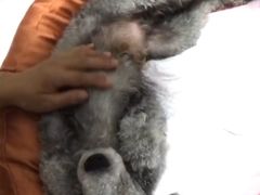 -宠物之家Pets Home 宠物寄养酒店