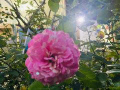 -杨厝六十六农庄农舍(杨厝路店)