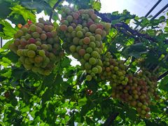 -金谷域澳洲庄园