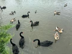 -溱湖国家湿地公园