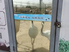 -盐城丹顶鹤湿地生态旅游区