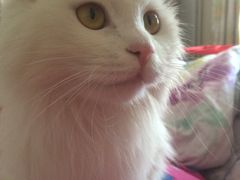 -纳吉亚猫专科动物诊疗中心(蒋宅口分院)
