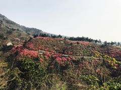 -木兰云雾山