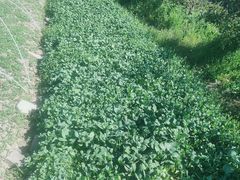-小鱼草莓采摘园农家乐·小鱼餐厅