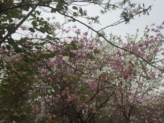 -广东花都湖国家湿地公园